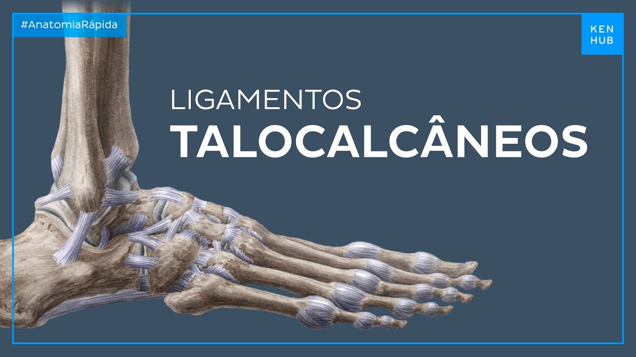 Ligamentos do p&eacute; e do tornozelo: Ligamentos talocalc&acirc;neos - Anatomia F&aacute;cil | Kenhub