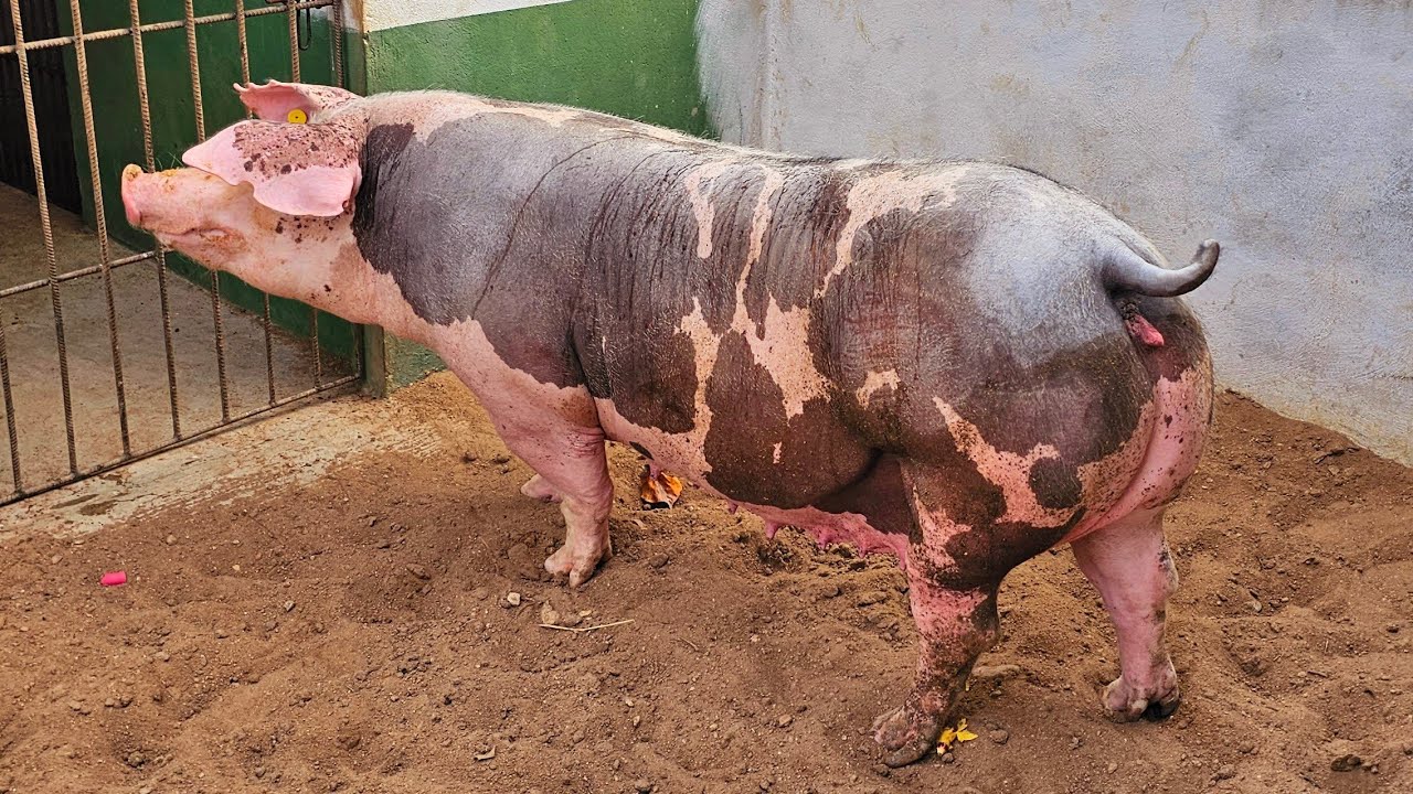 Quantos Dias Depois de Apartar os Porquinhos a Porca Entra no Cio 🐷🐖⏳️🏜🙌
