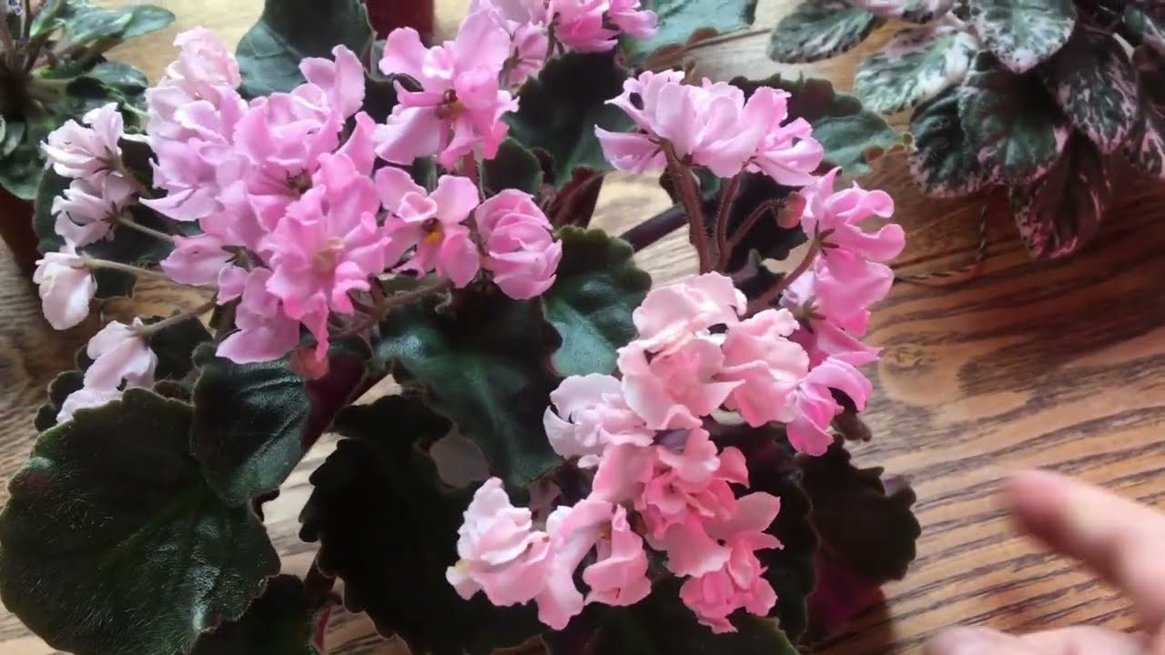Мини фиалки.Обзор.Уход.Говорушки. Mini violets. Review. I say.