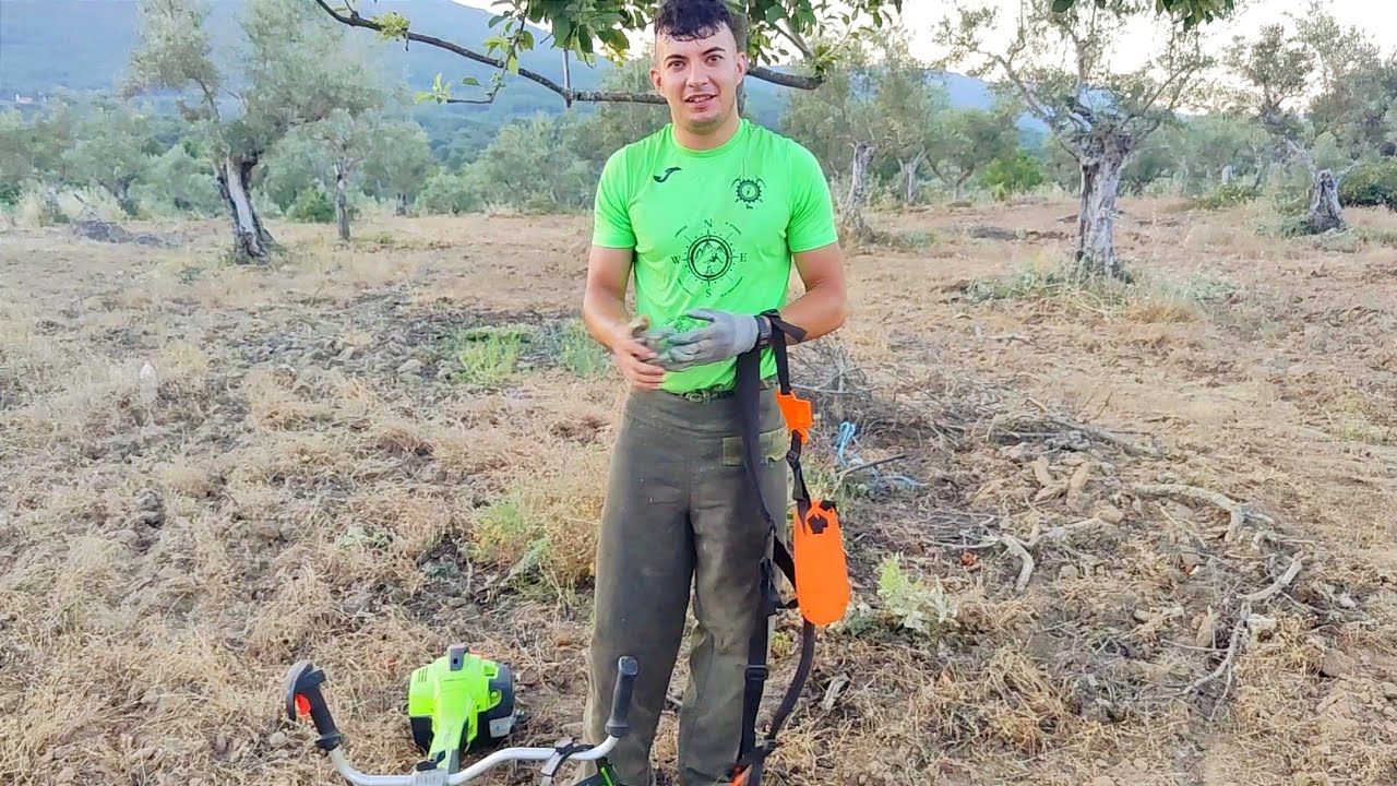 Vamos mi hermano y yo a destallar estos olivos