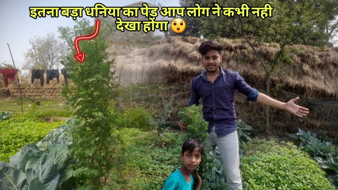 इतना बड़ा धनिया का पेड़ आप लोग ने कभी नही देखा होगा 😲 