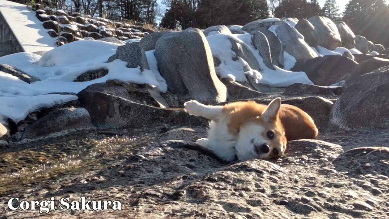 雪解けの河原を探検するコーギー / A Corgi exploring the riverside during the snowmelt.