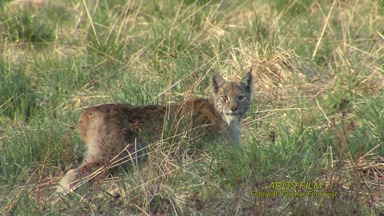 LODJUR  Lynx lynx  (Eurasiasn lynx)  Klipp - 2373