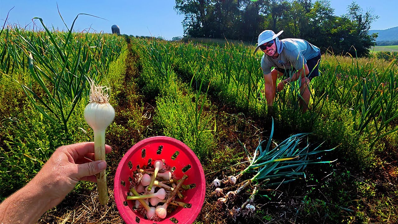 The First Garlic Harvest Of 8,000 Bulbs!