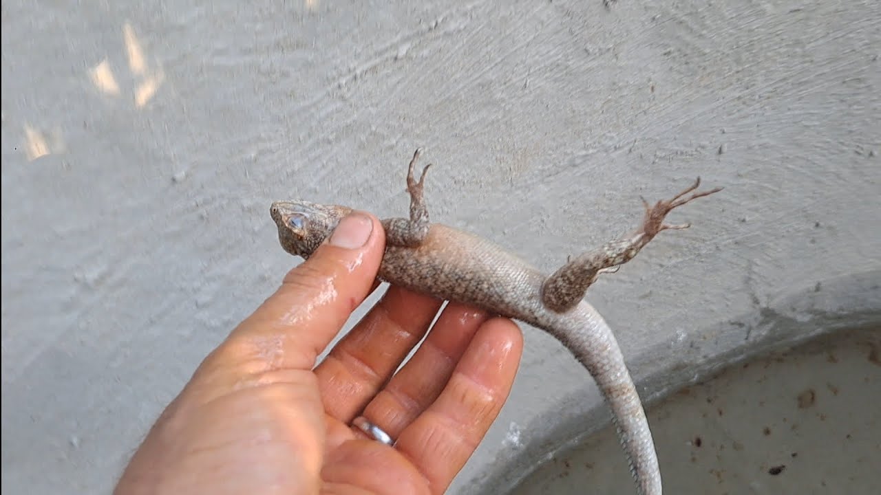 O Resgate das lagartixas 