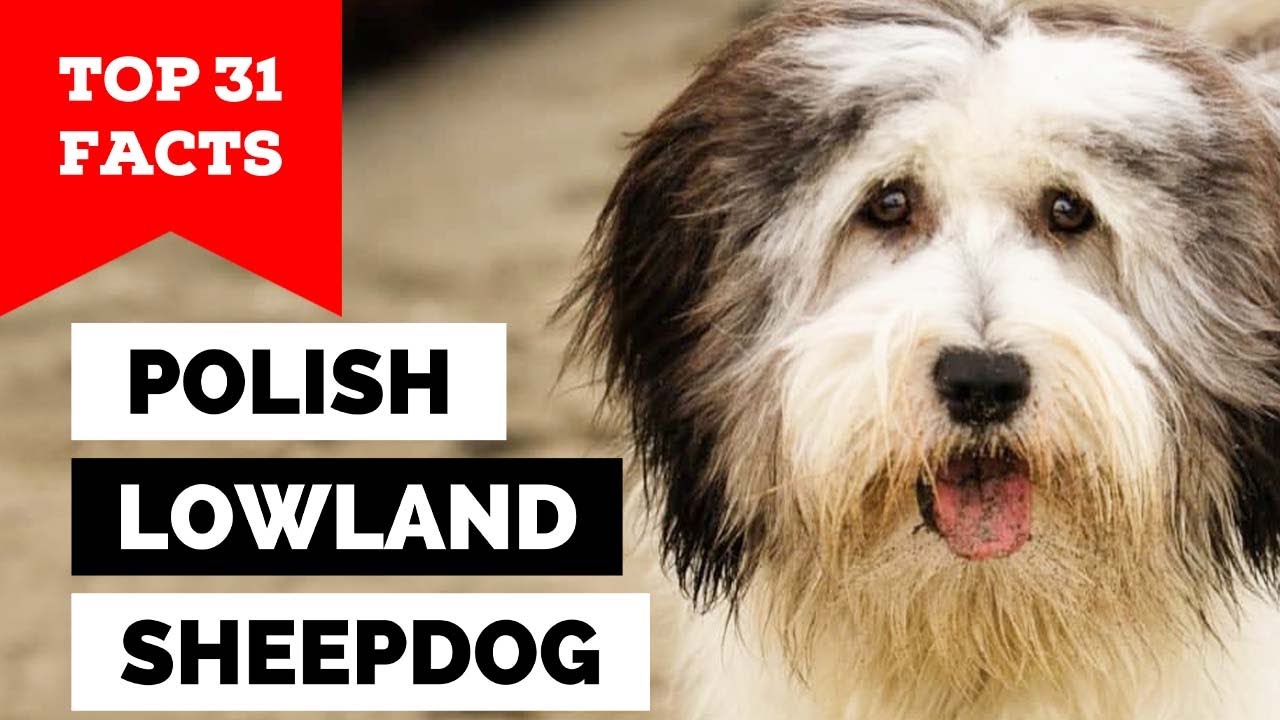 99% of Polish Lowland Sheepdog Owners Don't Know This