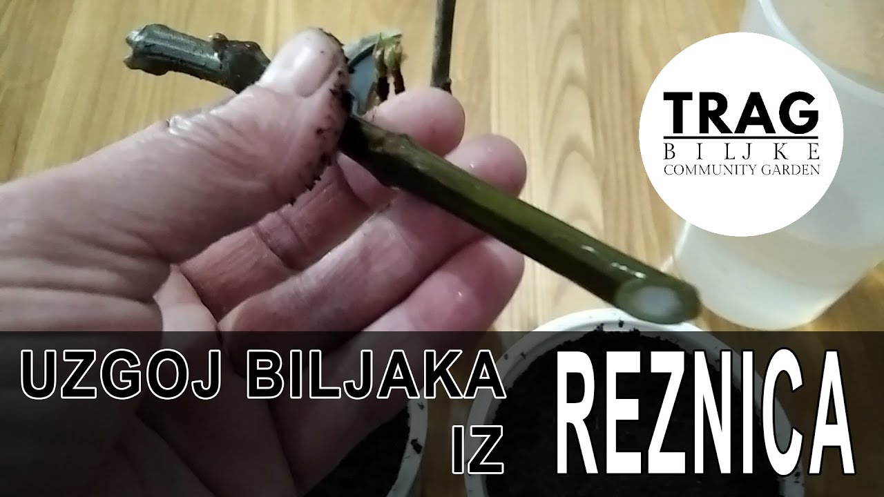 UZGOJ BILJAKA IZ REZNICA (2021) [TRAG BILJKE]
