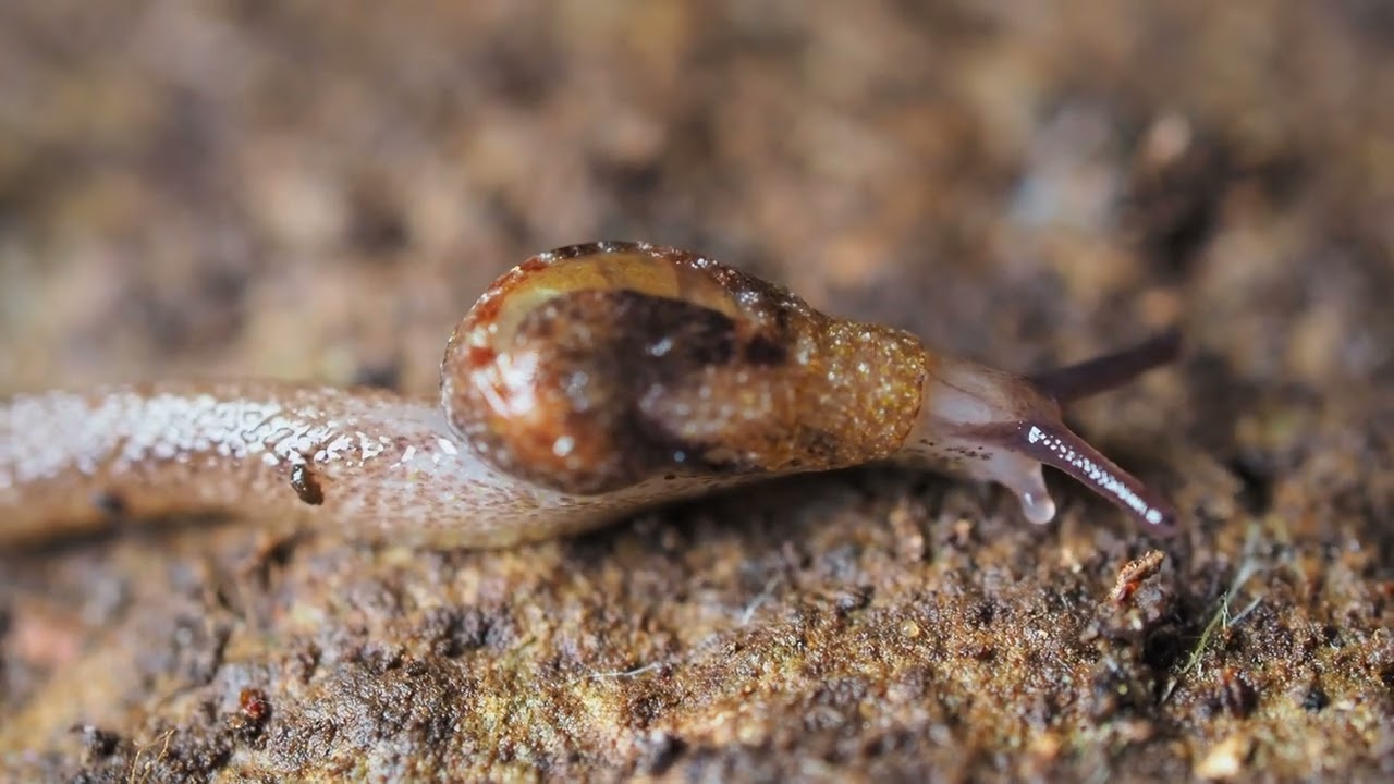 New Zealand semi-slug (Otoconcha dimidiata)