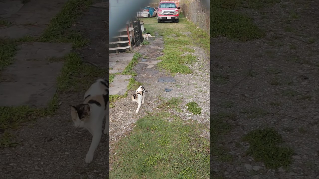 10 любителей кошек в понедельник 😽