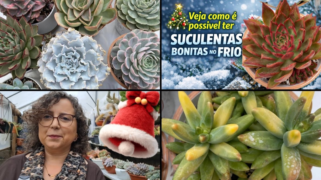 ❄️🌵CULTIVAR SUCULENTAS EM LUGARES COM TEPERATURAS A BAIXO  DE ZERO. FELIZ NATAL.