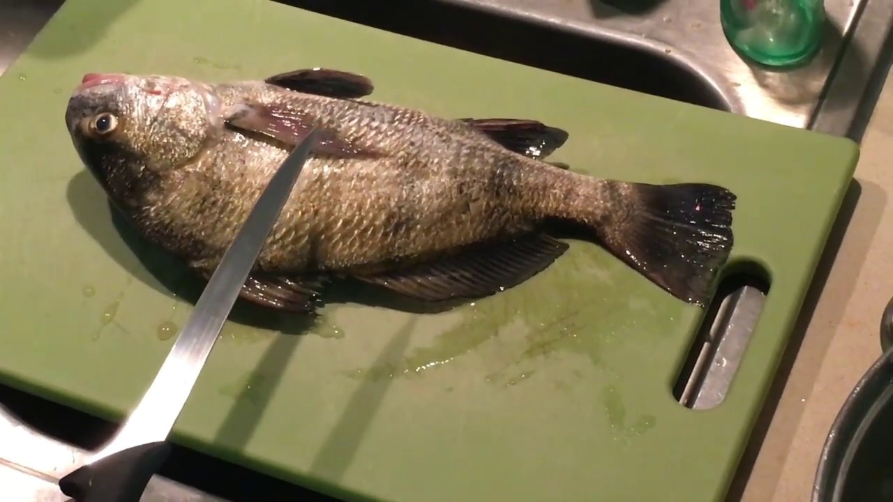 How to Clean and Eat Black Drum | OD5 Fishing