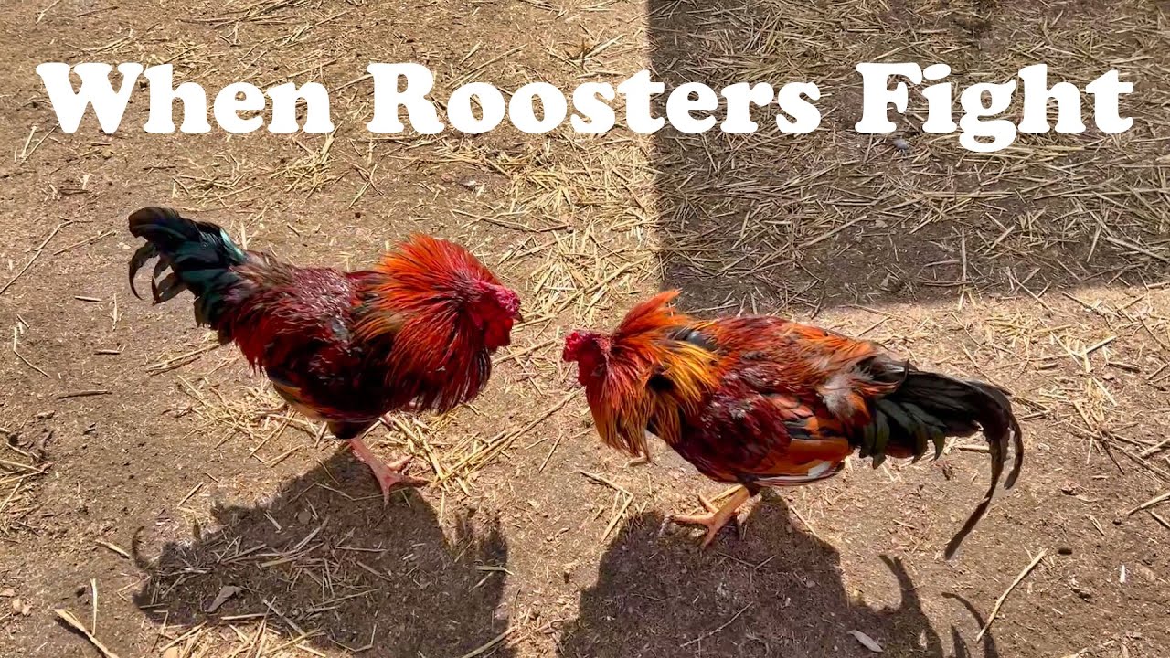 My Roosters Want to Kill Each Other