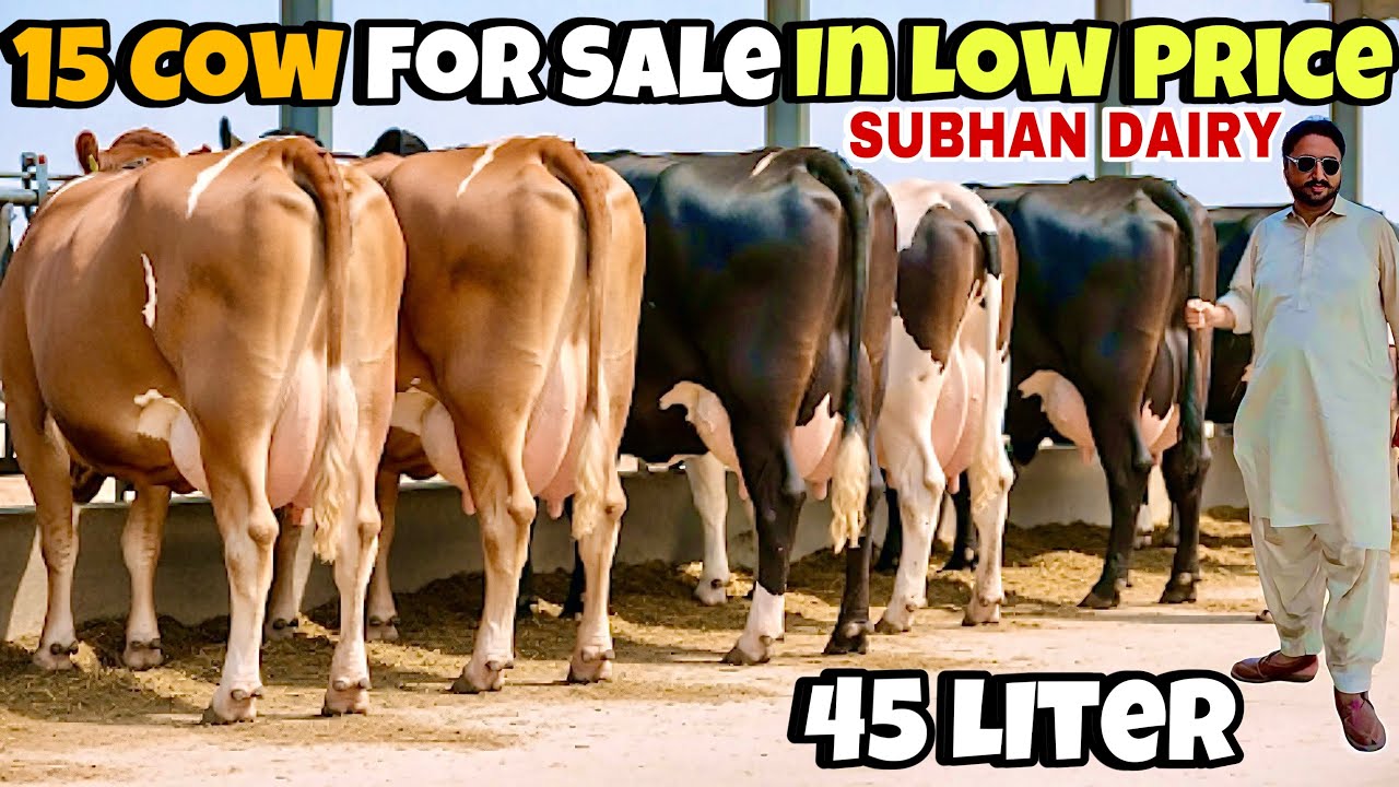 SUBHAN Dairy Farm Khanewal | Jersey Cow For Sale | Cow For Sale In Punjab | HF COW