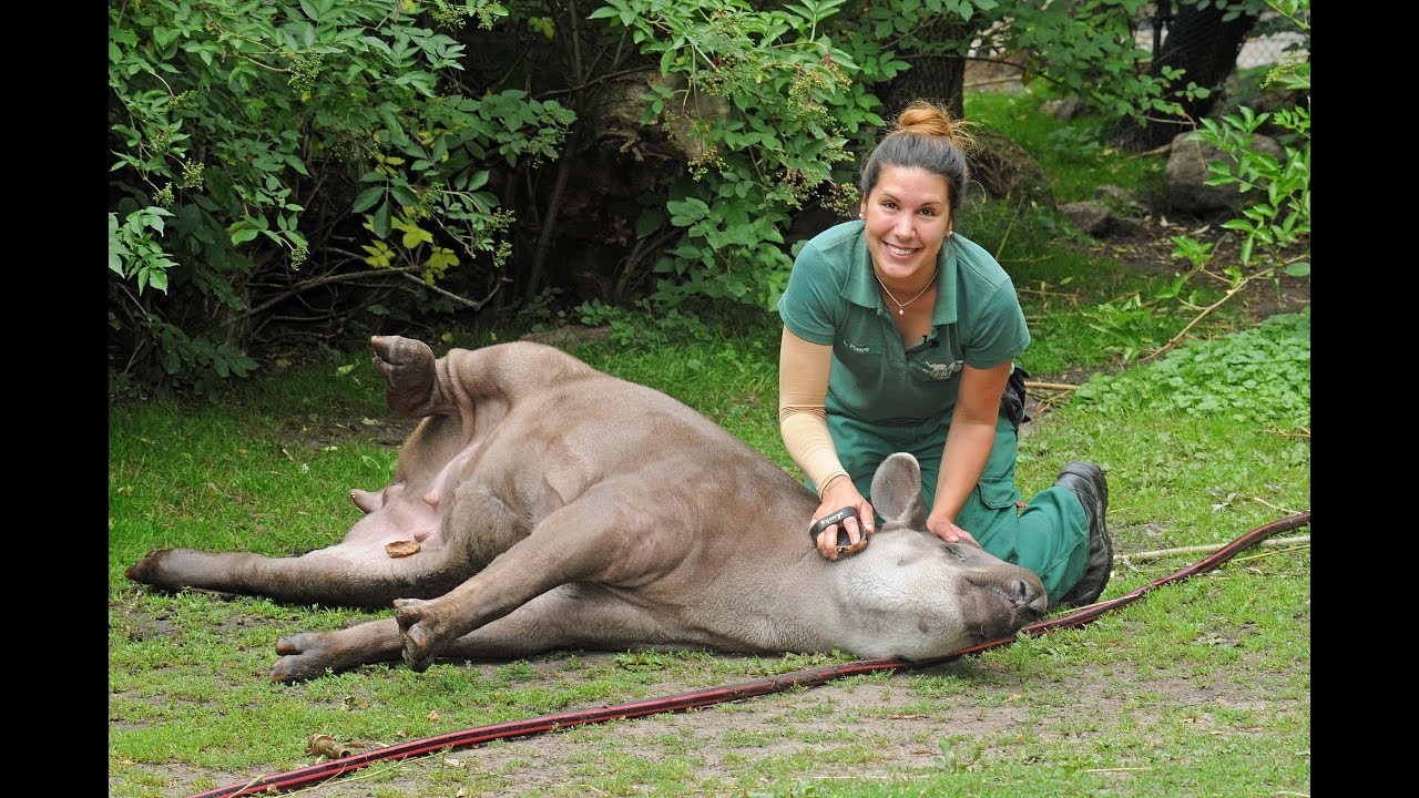 Waschtag bei Hagenbeck in Hamburg: Hier wird ein Tapir K.o. gestreichelt