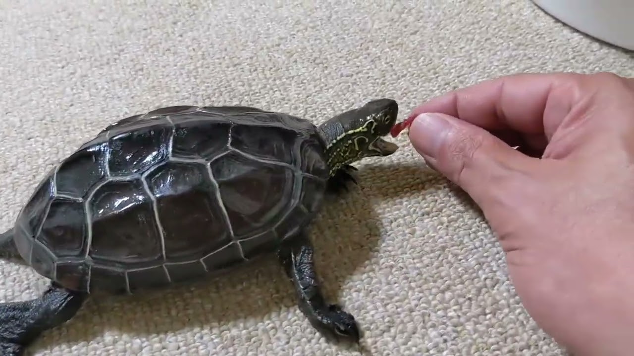 大好物のお肉を追っかけるかめゴン【草亀はお肉が大好き！！】