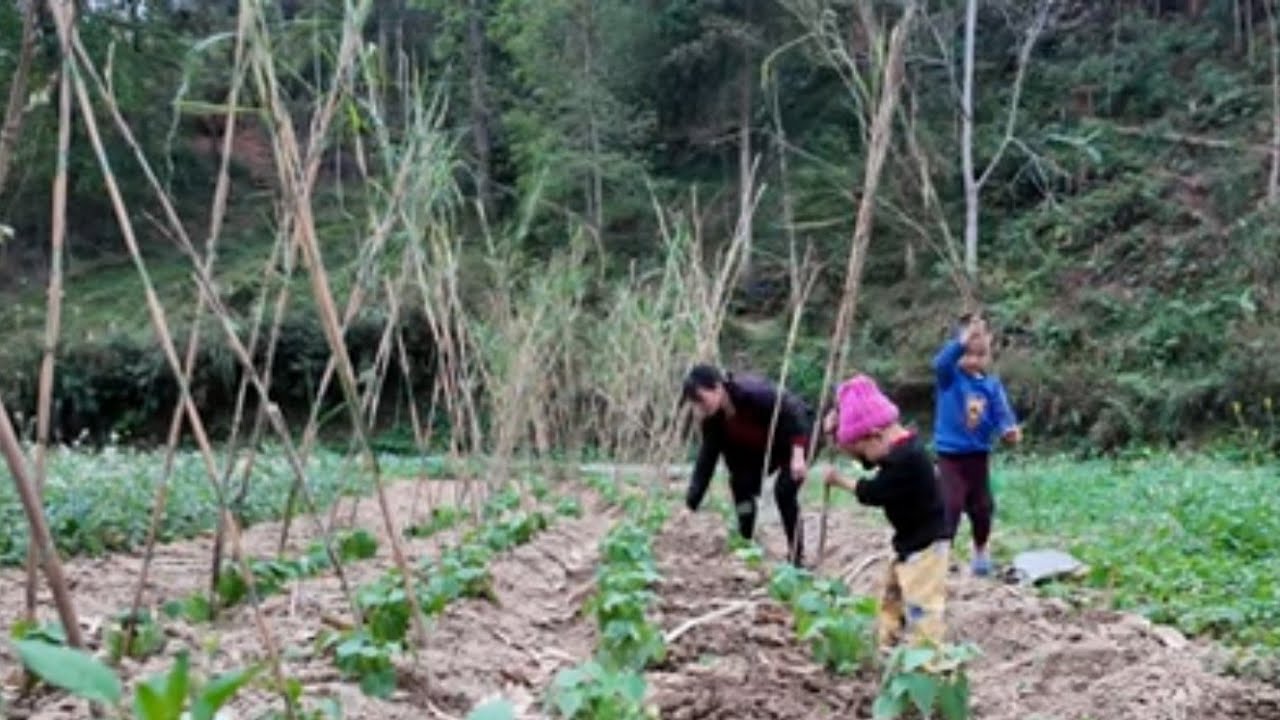Bringing Home Sticks to Stake the Beans Tieu Hoa 
