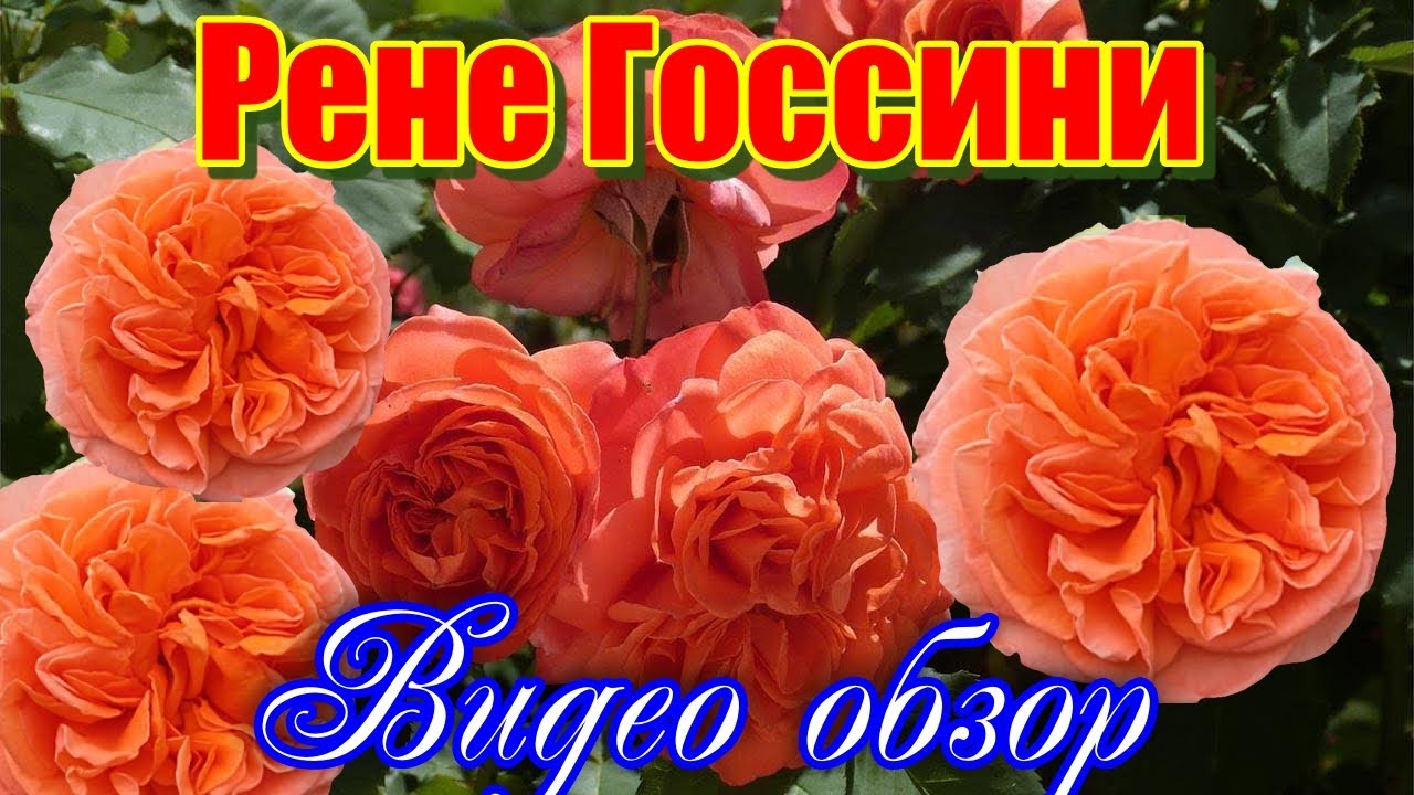 Обзор розы   Рене Госсини  (Чайно гибридная) - Rene Goscinny (Meilland, 2005)
