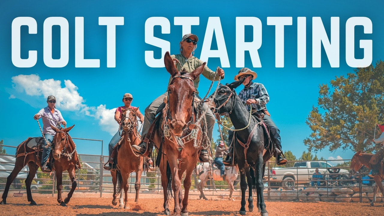 Watch 5 Students Transform Their Mules in This Colt Starting Clinic