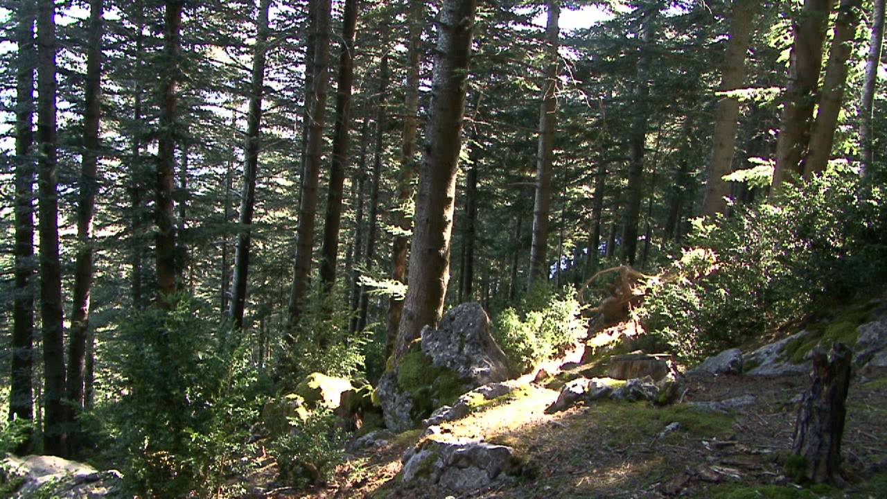 Pla de Prats,Campelles