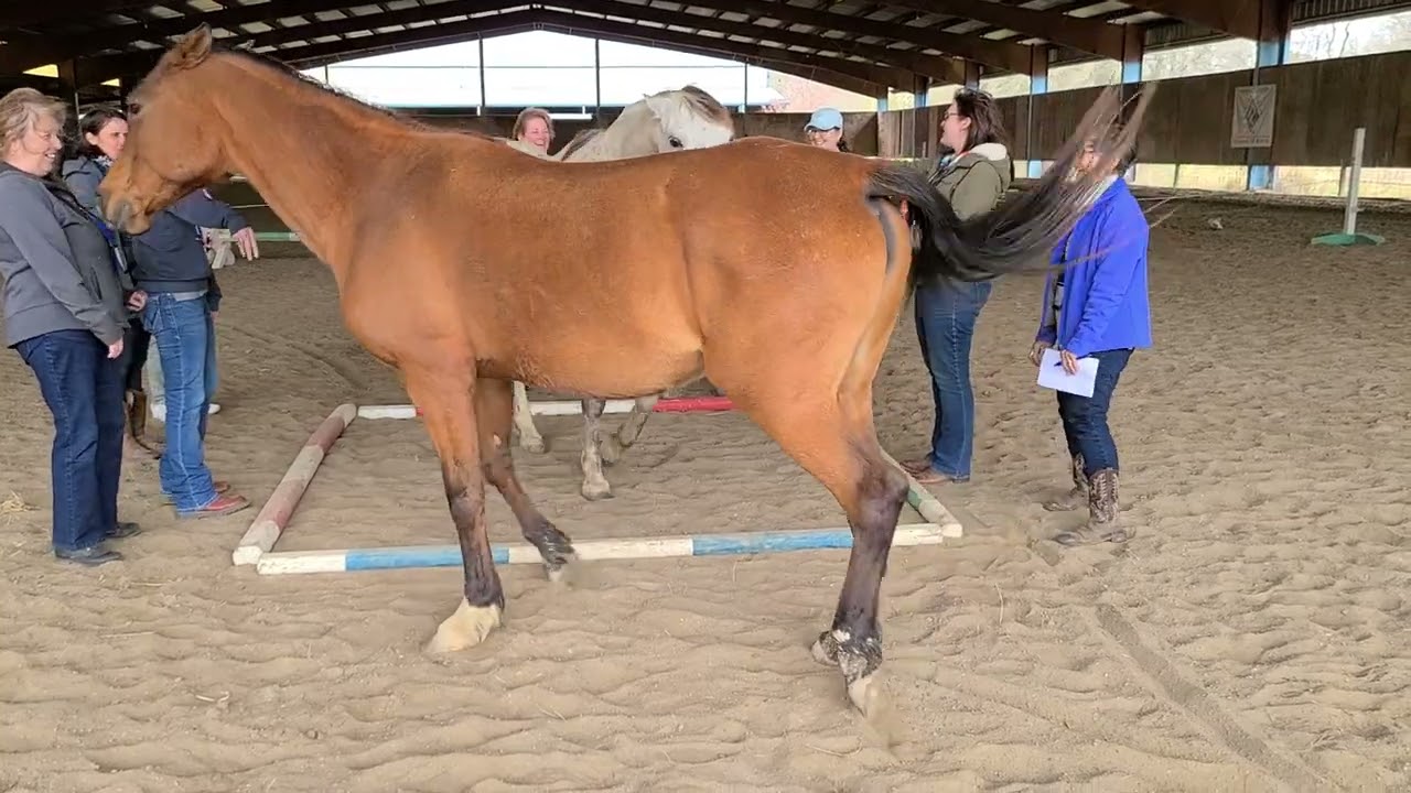 EAL Certification - Activity Horse in a Box on 3/29/2022