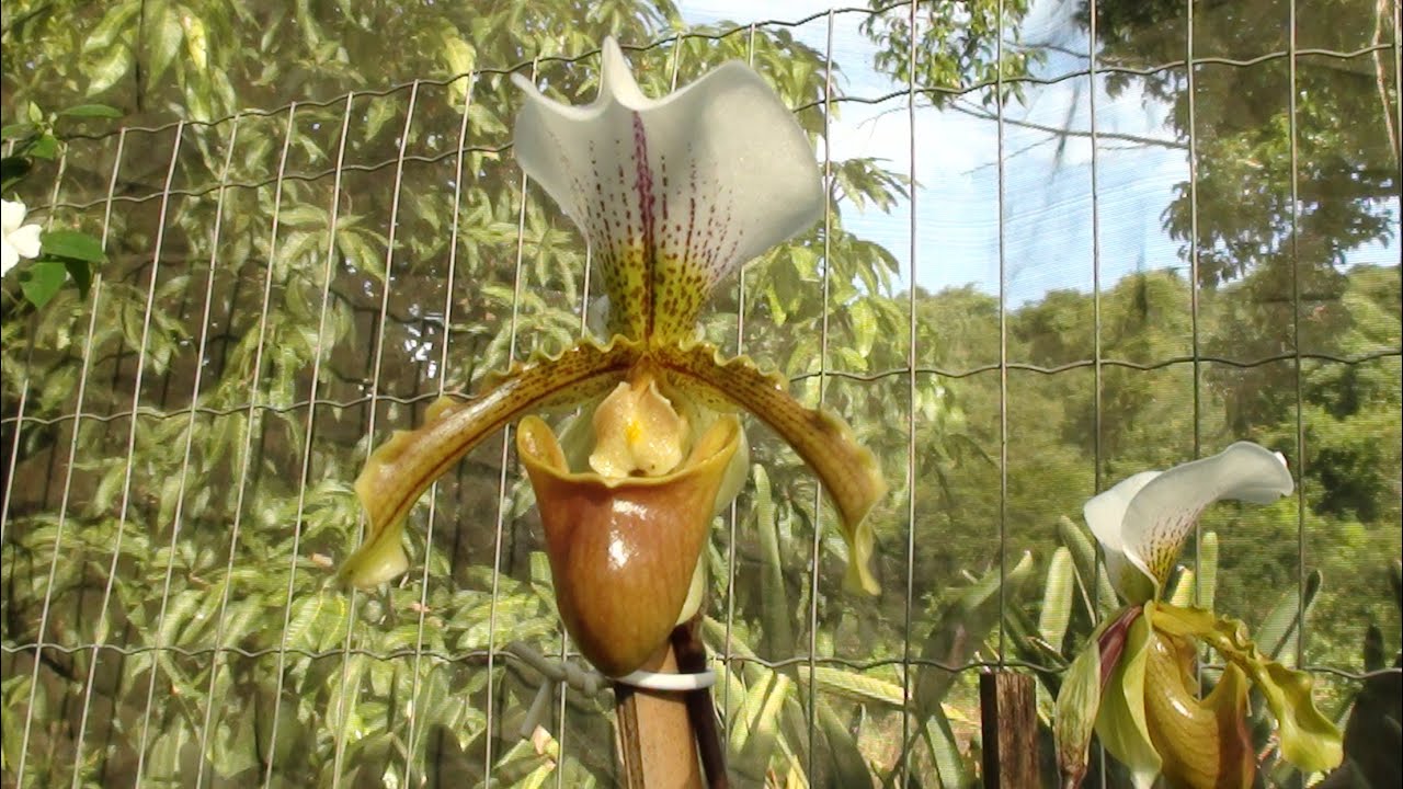 COMO PLANTAR ORQUÍDEA PAPHIOPEDILUM (SAPATINHO) NA PEDRA -