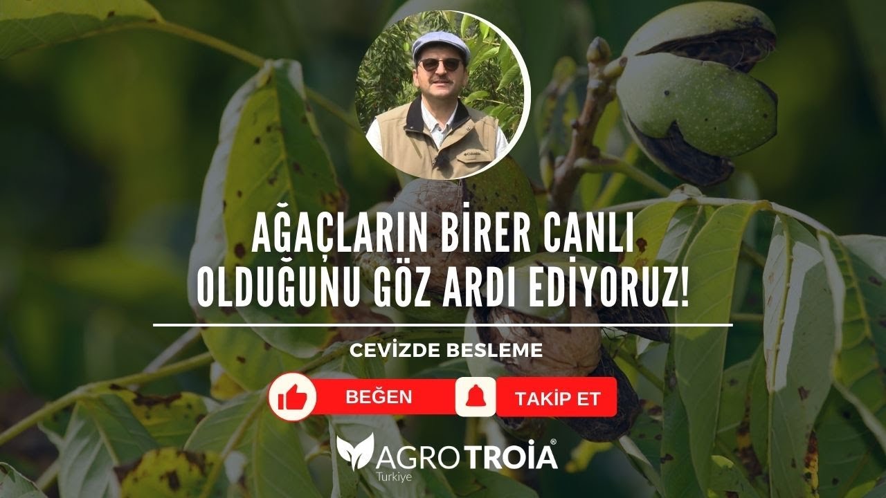 CEVİZ BAHÇELERİNDE BİTKİ BESLEME ÜRÜNLERİ KULLANIMI | TARIMDA BAŞARI