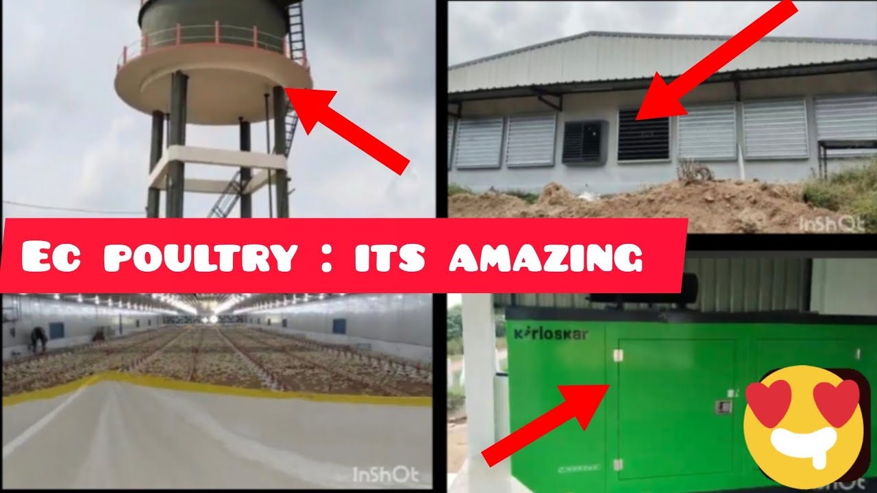 EC poultry fully automatic farm🐤🐔👍👉