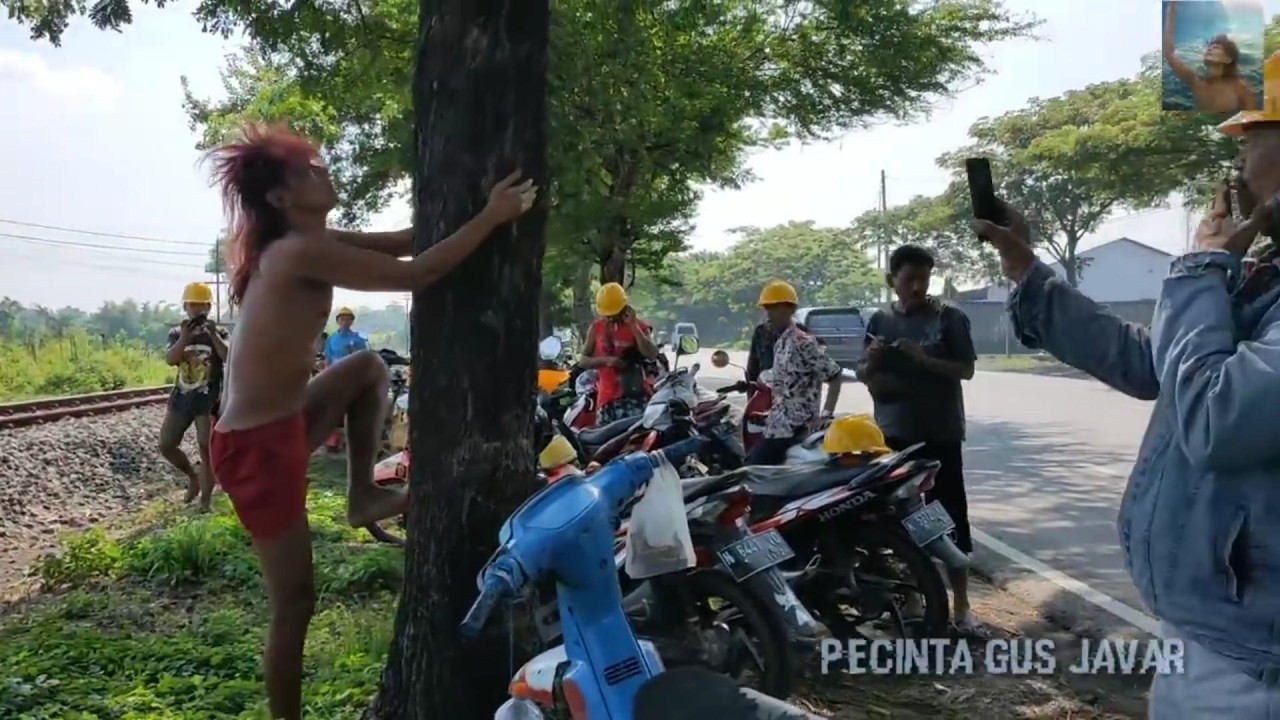 GUS JAVAR COA PANJAT POHON DI PINGGIR JALAN
