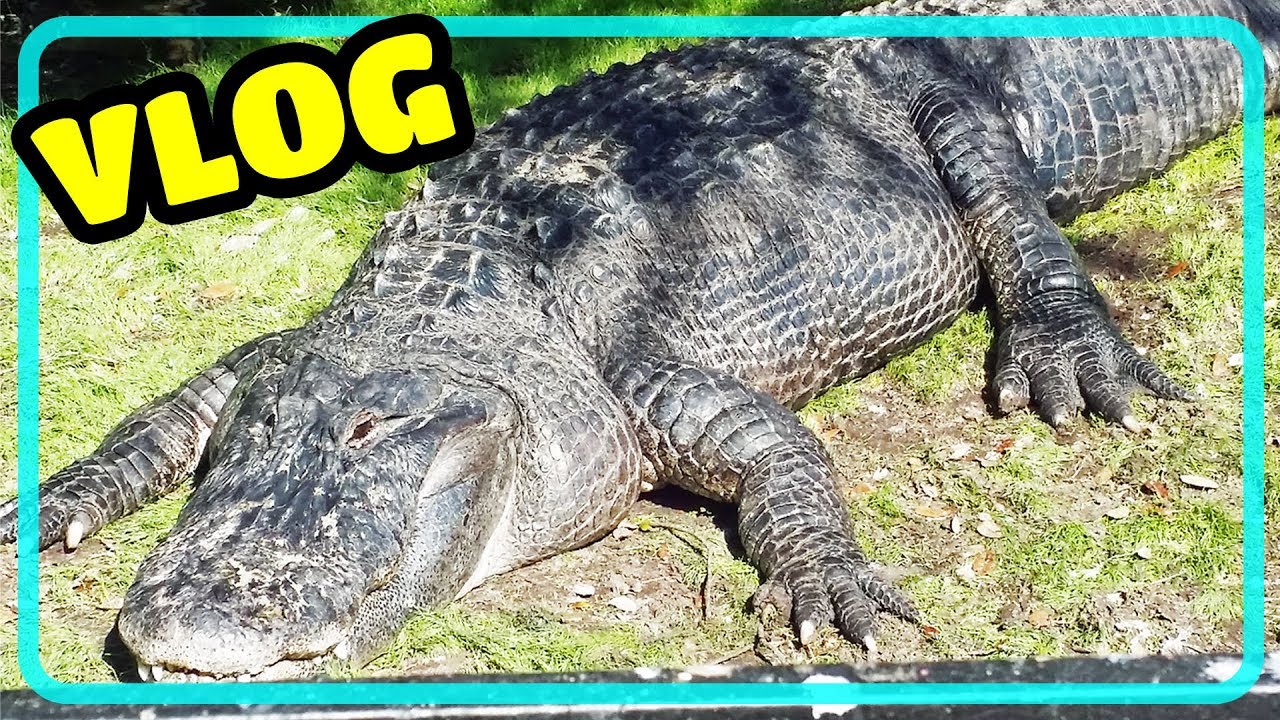 Busch Gardens Animal Adventure Vlog - Lions, Tigers, Oh My!