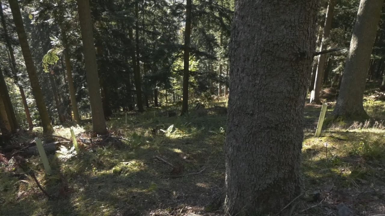 Spoločný projekt ochranárov a lesníkov