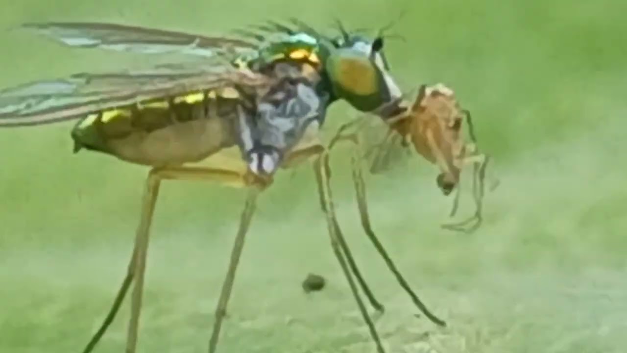 Tiny Predators in your backyard: the long-legged flies (Diptera: Dolichopodidae)