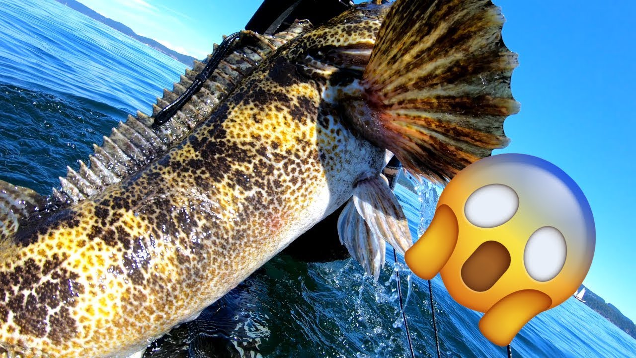Spearfishing Canada - MASSIVE Lingcod near Vancouver Island