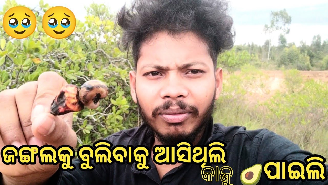 ଜଙ୍ଗଲକୁ ବୁଲିବାକୁ ଆସିଥିଲି କାଜୁ ପାଇଗଲି 🥹🥰// ODIA VLOGS 