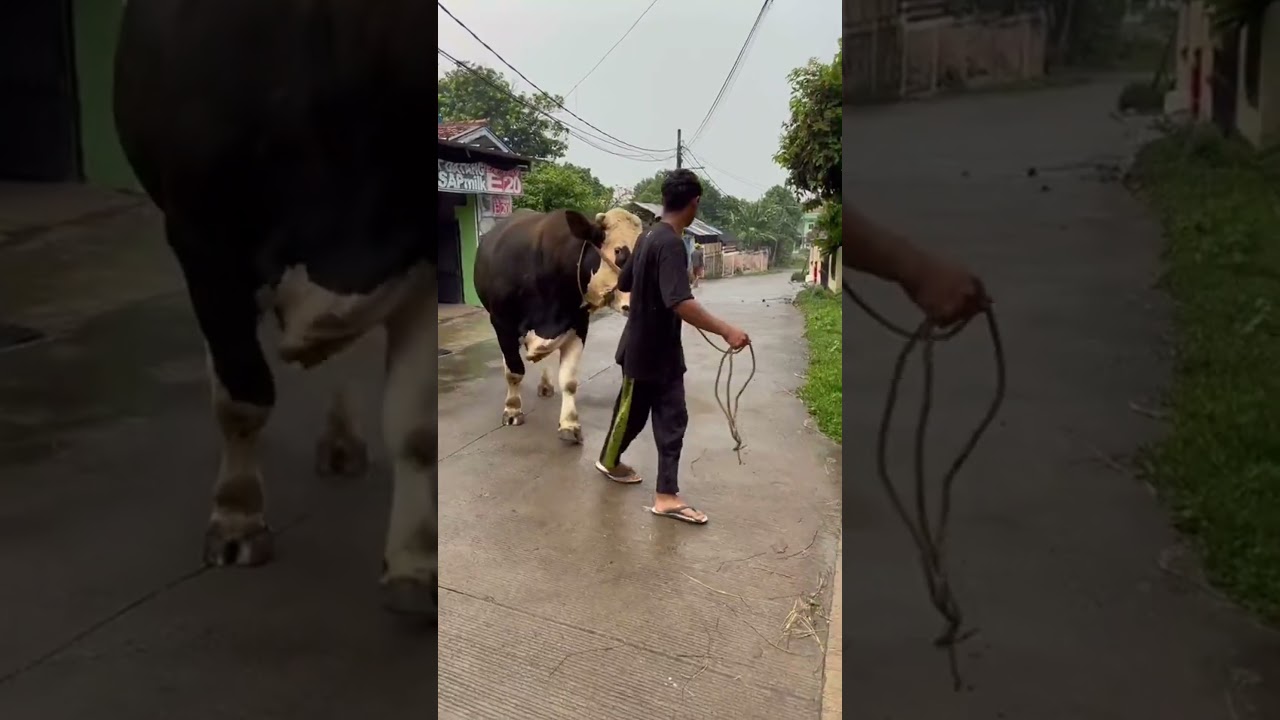 Sapi limosin sapi simental sapi brahman sapi madura sapi bali #shorts #sapi