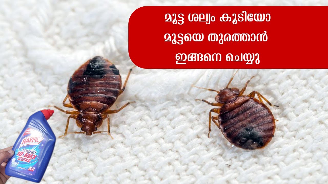 മൂട്ട ശല്യം കൂടിയോ, മൂട്ടയെ തുരത്താൻ ഇങ്ങനെ ചെയ്യു