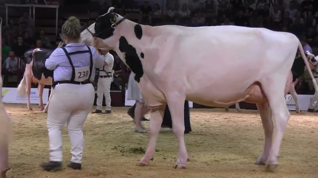 2025 12 02 CATTLE de German Dairy Show 2023 24