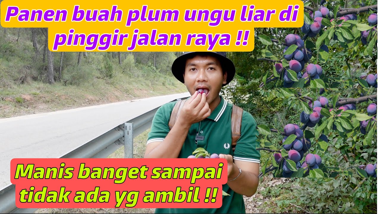 PANEN BUAH PLUM UNGU LIAR DAN BONUS BUAH SURGA JUMBO!!HANYA PANEN DI PINGGIR JALAN!!