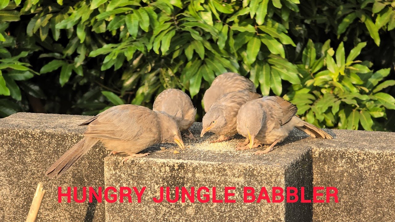 #birds #bird #birdsound #birdsfeeding #nature #naturelovers #naturephotography #junglebabbler 