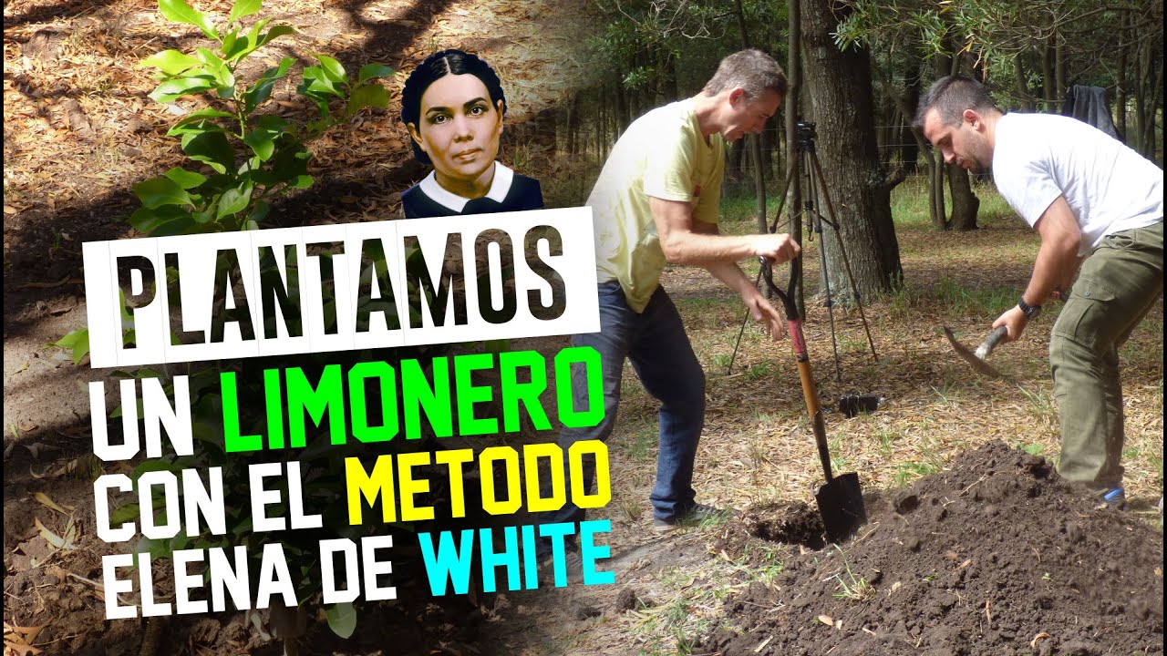 PLANTAMOS un LIMONERO con el MÉTODO de Elena de White