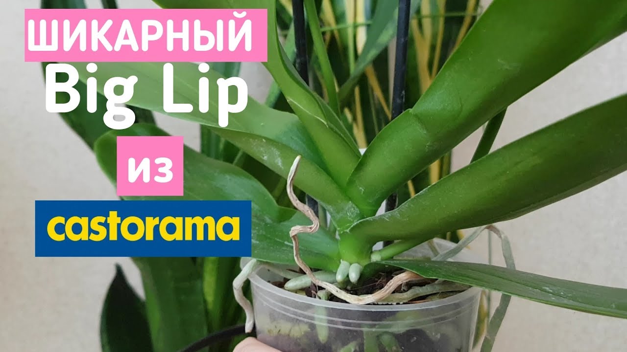 супер ОРХИДЕЯ Биг Лип из КАСТОРАМА orchid big lip castorama orchids орхидеи