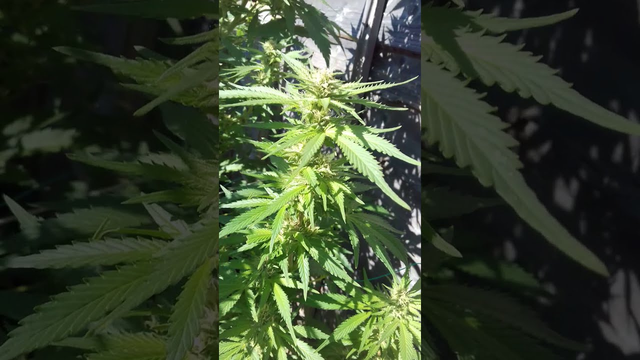 Dutch Passion Medical Canabis.