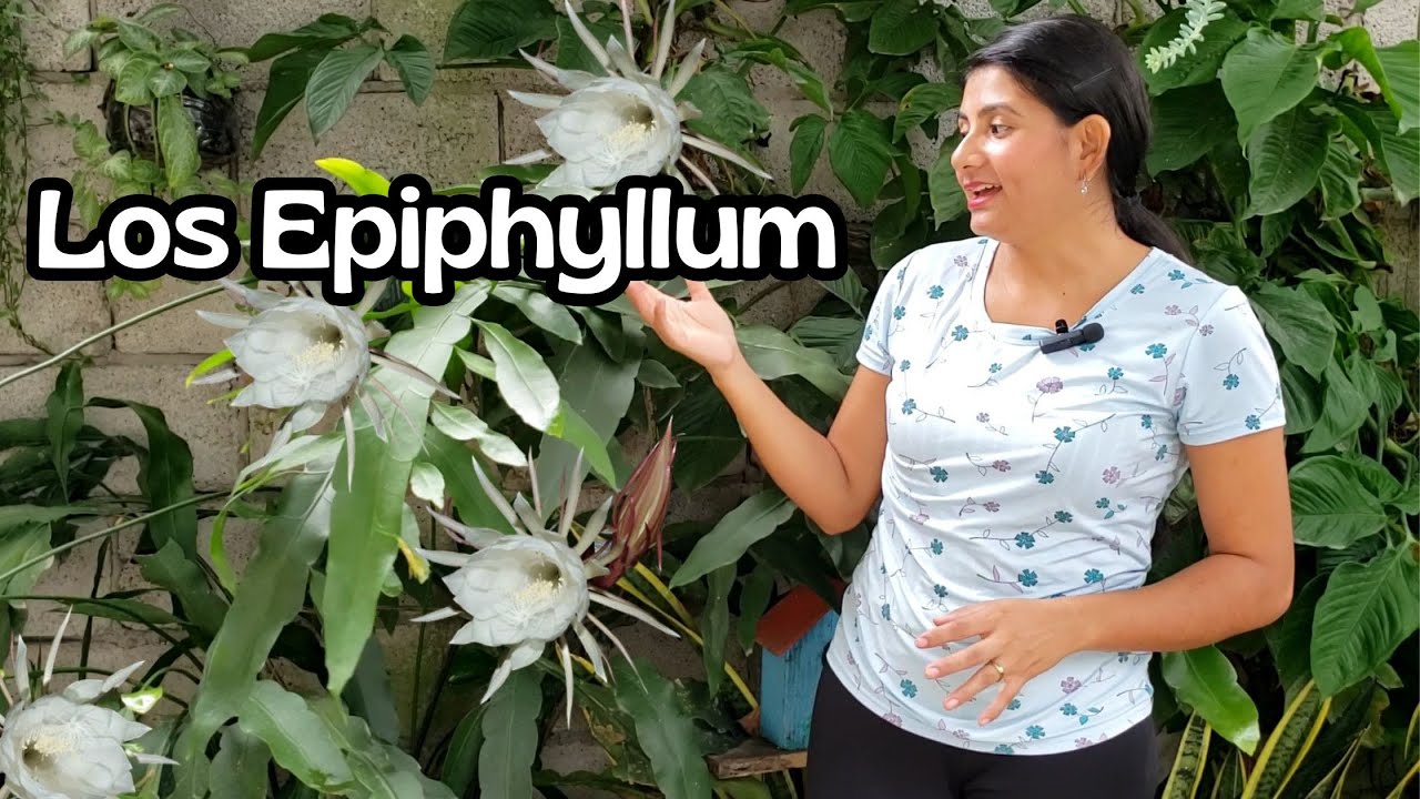 Los epiphyllum ¿Qué hacer para que florezcan más seguido?