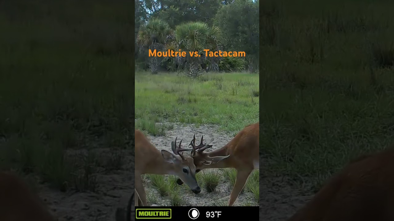 Moultrie vs Tactacam #shorts #moultrie #tactacam #hunting #cellular #video