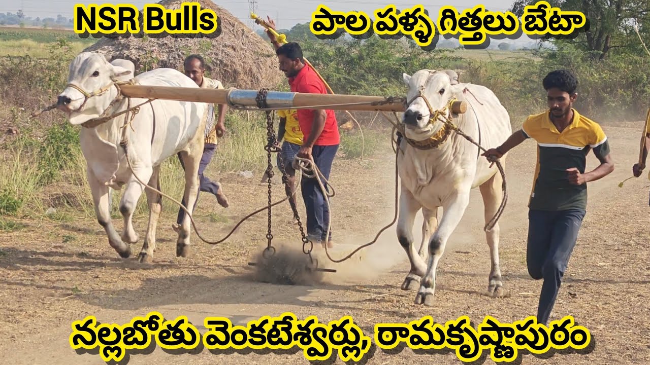 పాల పళ్ళ గిత్తలు బేటా🔥|| నల్లబోతు వెంకటేశ్వర్లు (ఓనర్) || రామకృష్ణాపురం, సత్తెనపల్లి మం, పల్నాడు జి.