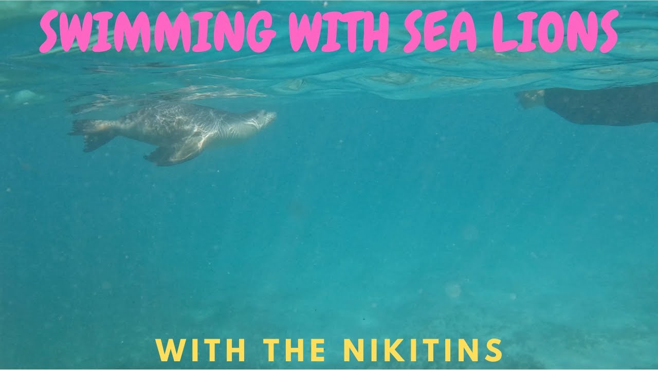 Swimming with Sea Lions - Jurien Bay - S02 - Western Australia - E25 - Big Lap of Australia