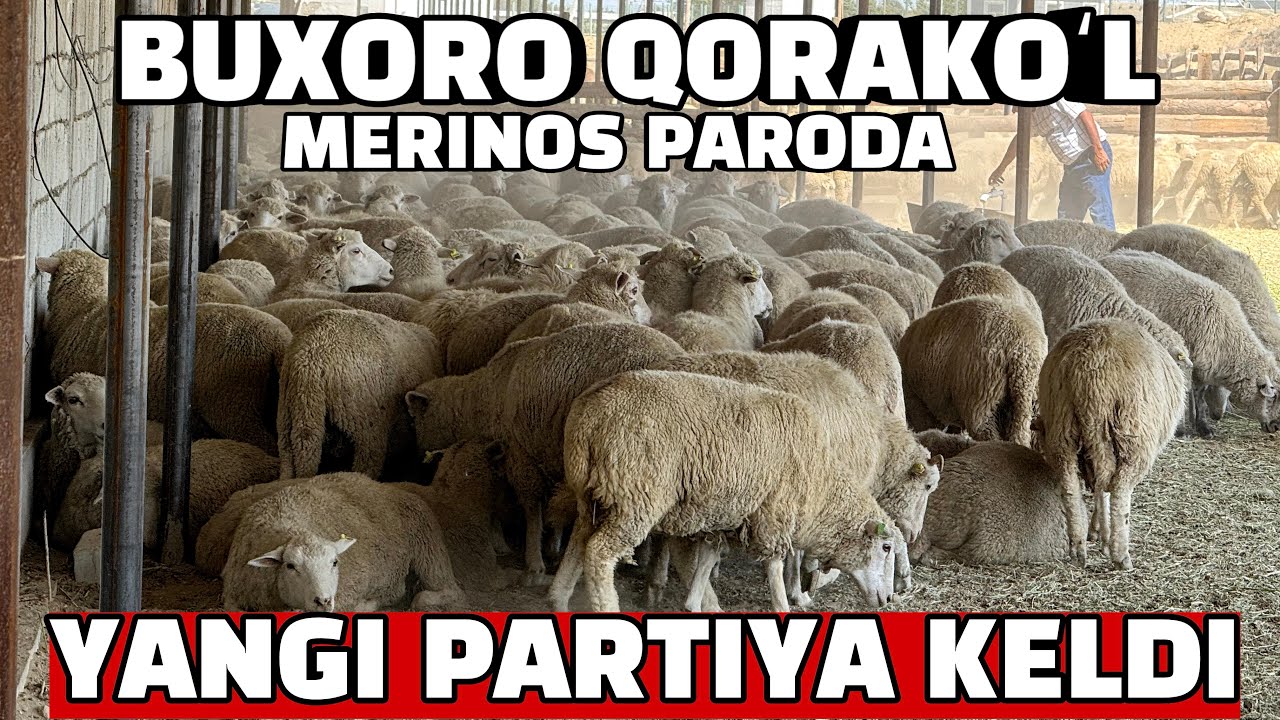 MERINOS QO’YLAR QO’Y NARXLAR 2025 QORAKO’LGA YANGI PARTIYA QO’YLAR KELDI.МЕРИНОС КОЙ НАРХЛАР 2025