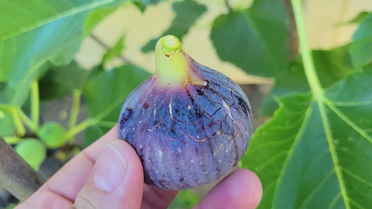 Black Madeira fig tree jan 2025