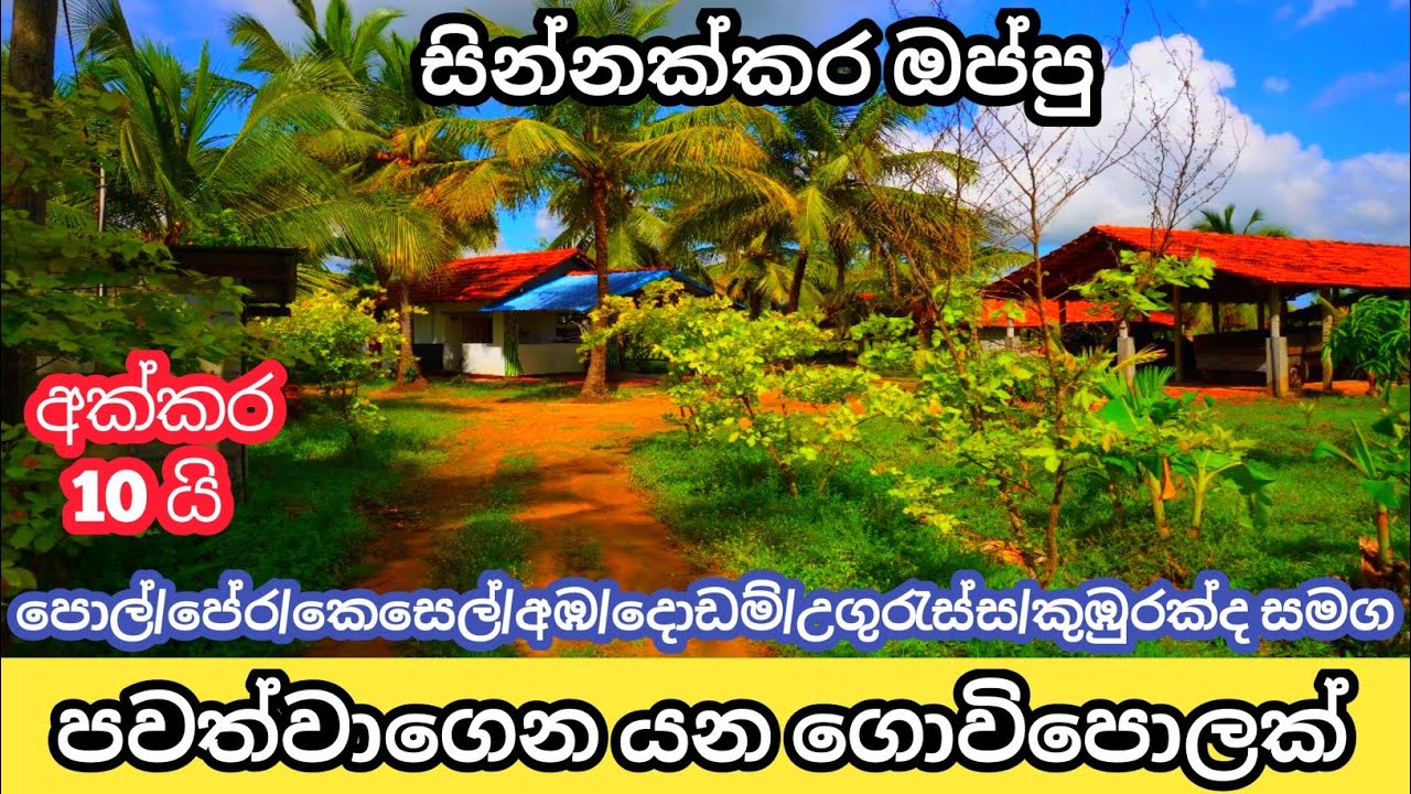වගාවට ෆාම් එකකට මේ පැත්තෙ ඕන වගාවකට පොළොව සාරවත්. colombo puttalam road madurankuliya Lassana Lanka 