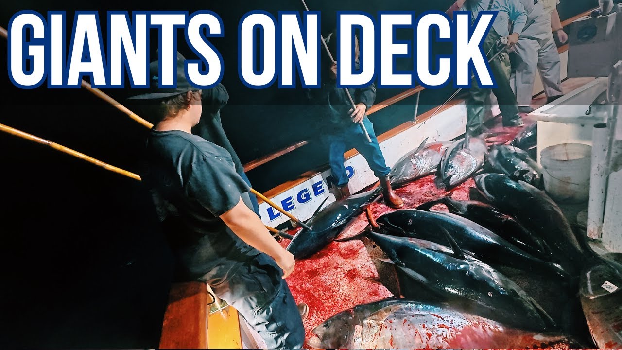 Full Boat Hook-Up on Giant 100+ lb. Bluefin Tuna!