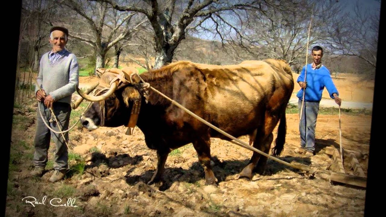 Somos Transmontanos